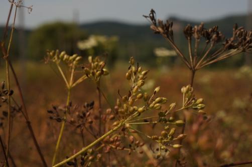 Závěr V roce 2014 první registrovaná odrůda kmínu se zkrácenou délkou vegetační doby.