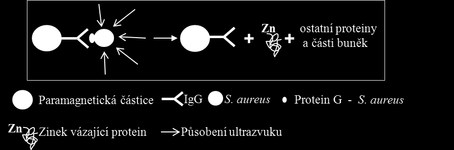 3) napipetování bakteriální kultury (S. aureus) 4) inkubace S. aureus s MPs značenými protilátkami (IgG) proti S. aureus 5) promytí částic s navázanými bakteriemi S. aureus 6) kultivace 3 hodiny Obr.