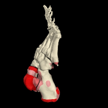 A) B) Obr.č. 1 Kostra nohy ze strany mediální A) a laterální B) (převzato z 3D prohlížeče www.anatomy.tv) Ossa tarsi (zánártní kosti) Tvoří sedm poměrně masivních kostí nepravidelného tvaru.