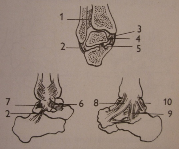 Phalanges (články prstů) Tvoří skelet prstů nohy ossa digitorum (pedis). Jsou anatomicky uspořádany podobně jako články prstů ruky.