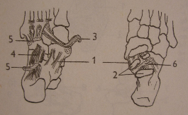 Articulatio subtalaris, talocalcanea (Subtalární kloub) Talus naléhá na patní kost dvěma kloubními plochami, z nichž větší konkávní zadní klobní plocha talu a jí odpovídajíci konvexní facies