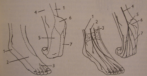 4.3.4 Inervace nohy Hřbet nohy senzitivně inervuje na lateralní straně n. suralis a část n. saphenus. Kožní větev n.