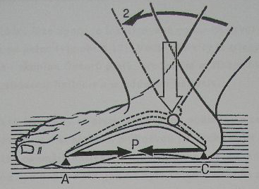 Obr.č.13 Kontakt se zemí (Kapandij, 1987) 2. Maximální kontakt plosky nohy se zemí Kročná končetina se stává opornou a celá její ploska je v kontaktu s podložkou.