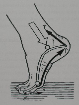 Obr.č.16 Druhá fáze aktivní propulze (Kapandij, 1987). Během chůze však nedochází k pohybům nohy jen ve frontální rovině, ale též v rovině sagitální.