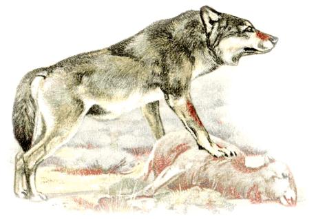 KRÁĽ ČITKO II. BÁJKA O VLKOVI A KOZE Vlk sa pozeral na kozu, ako sa pasie na skale.