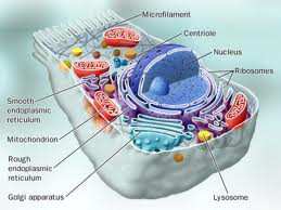 Organismus = společnost buněk Soubor buněk = základní funkční jednotka Propojeny pojivem mezibuněčná hmota produkt buněk vazivo, chrupavky, kosti, tekutiny Tkáně: soubor buněk stejného typu (nervová,