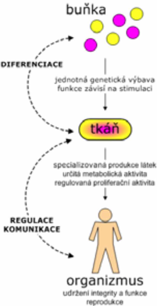 Organismus = společnost buněk Soubor buněk = základní funkční jednotka Lidská společnost skupina jedinců, kteří spolupracují, přináší to výhody pro všechny Kdy je společnost nemocná?