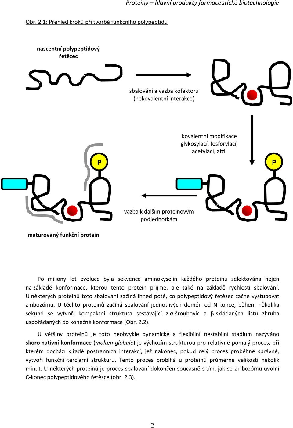 P maturovaný funkční protein vazba k dalším proteinovým podjednotkám Po miliony let evoluce byla sekvence aminokyselin každého proteinu selektována nejen na základě konformace, kterou tento protein