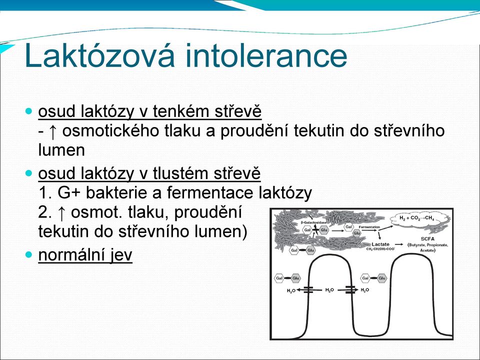 laktózy v tlustém střevě 1.