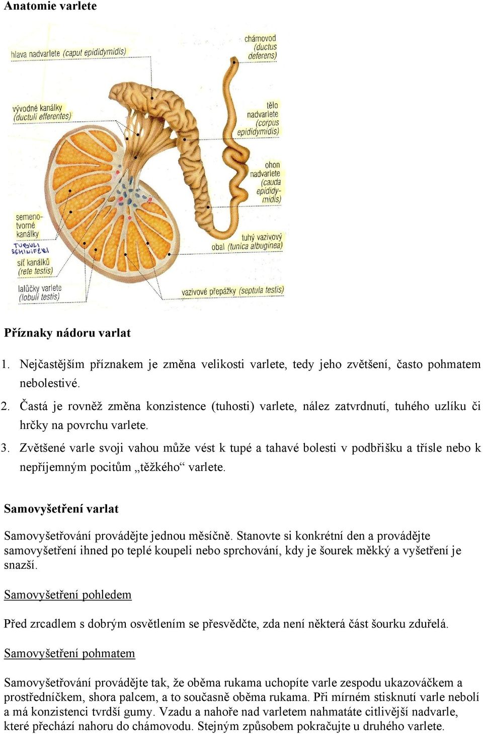 Zvětšené varle svoji vahou může vést k tupé a tahavé bolesti v podbřišku a třísle nebo k nepříjemným pocitům těžkého varlete. Samovyšetření varlat Samovyšetřování provádějte jednou měsíčně.