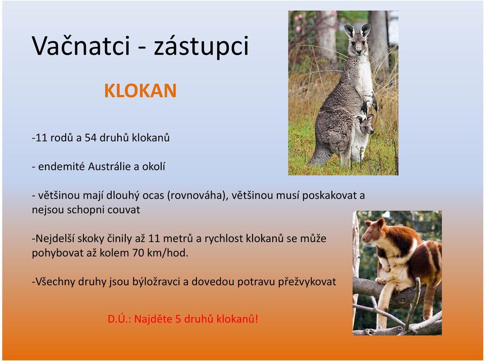 -Nejdelší skoky činily až 11 metrů a rychlost klokanů se může pohybovat až kolem 70