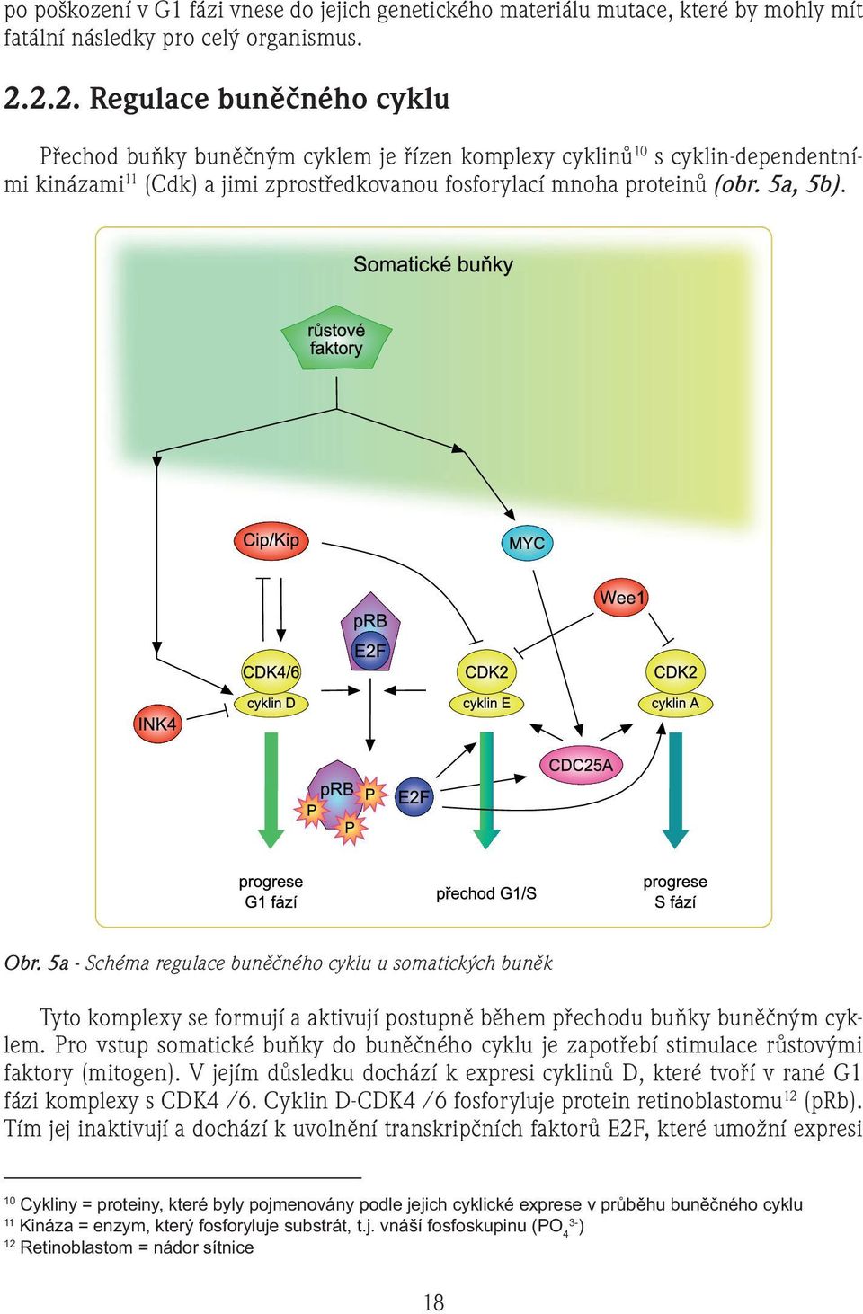 5a - Schéma regulace buněčného cyklu u somatických buněk Tyto komplexy se formují a aktivují postupně během přechodu buňky buněčným cyklem.