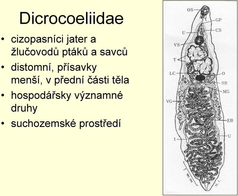 přísavky menší, v přední části těla