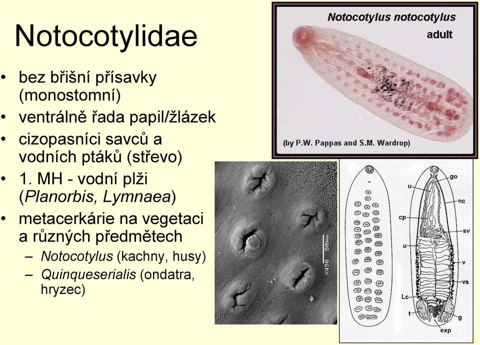 MH - vodní plži (Planorbis, Lymnaea) metacerkárie na vegetaci a