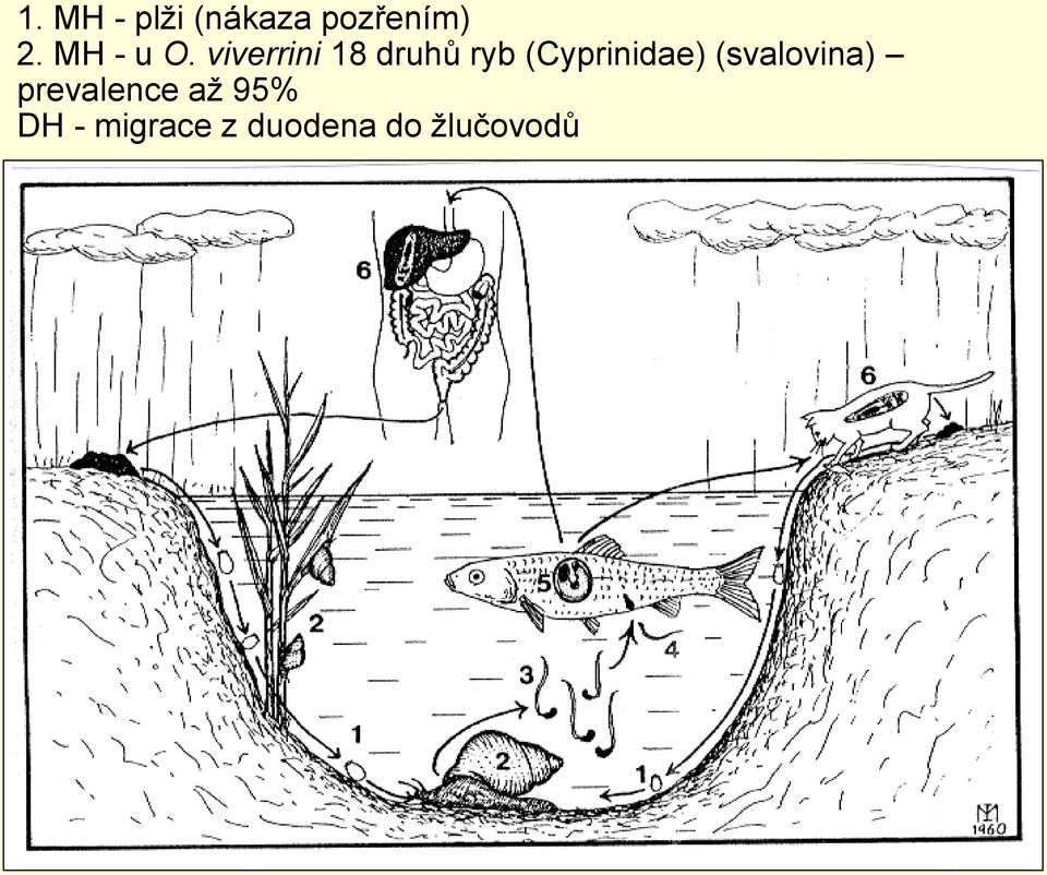viverrini 18 druhů ryb (Cyprinidae)