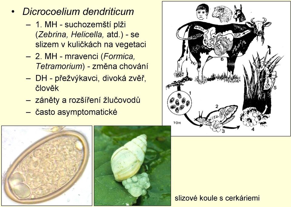 ) - se slizem v kuličkách na vegetaci 2.