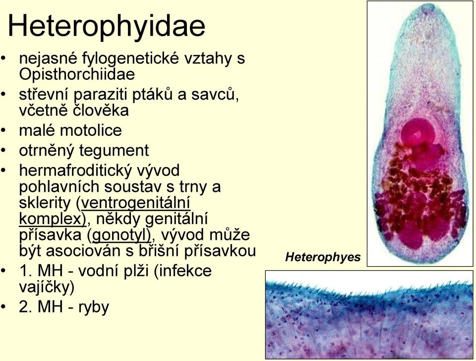 soustav s trny a sklerity (ventrogenitální komplex), někdy genitální přísavka (gonotyl),