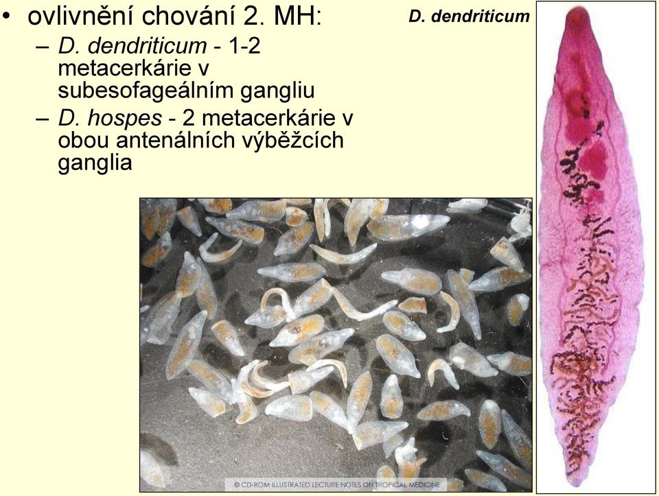 subesofageálním gangliu D.