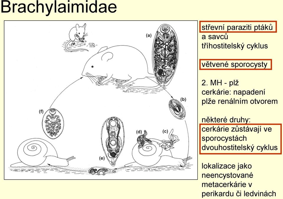 MH - plž cerkárie: napadení plže renálním otvorem některé druhy: