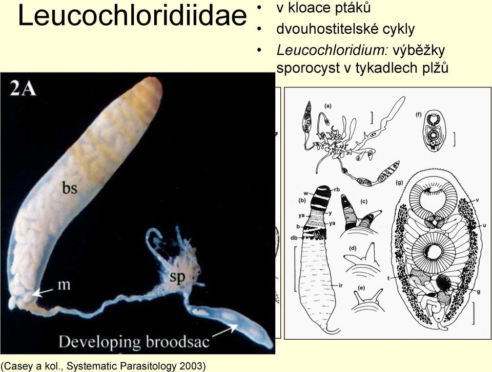 Leucochloridium: výběžky sporocyst v