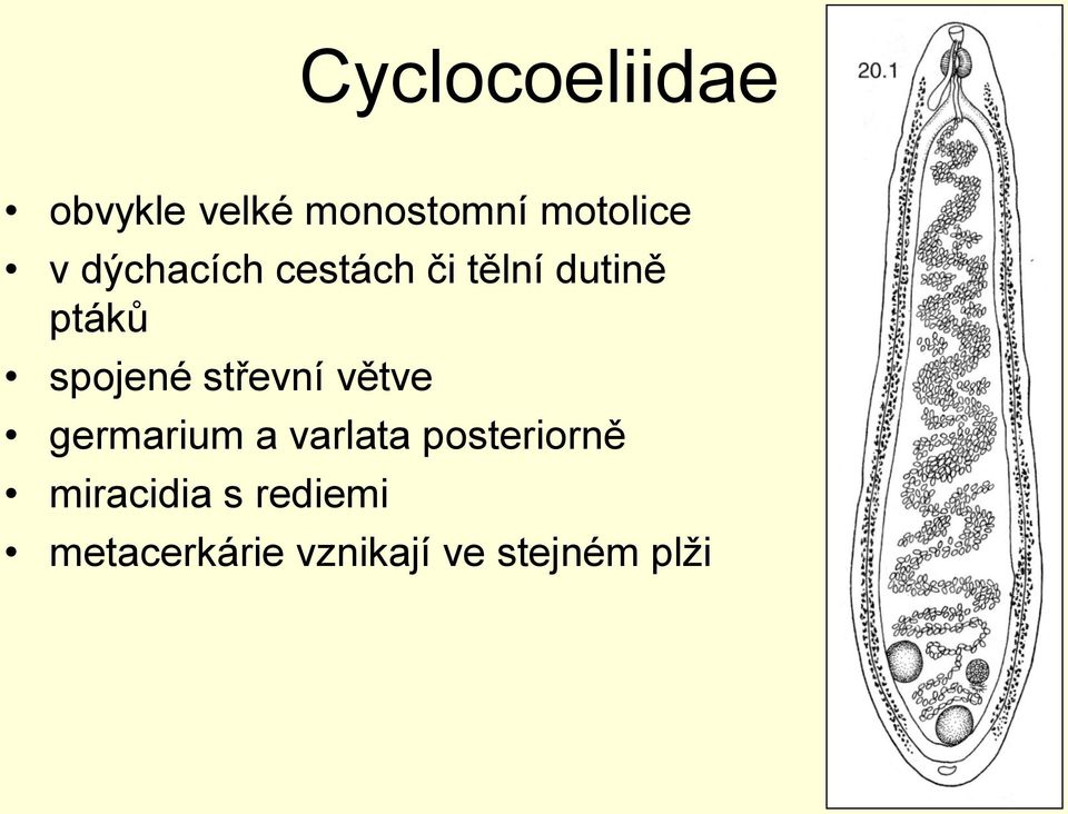 střevní větve germarium a varlata posteriorně