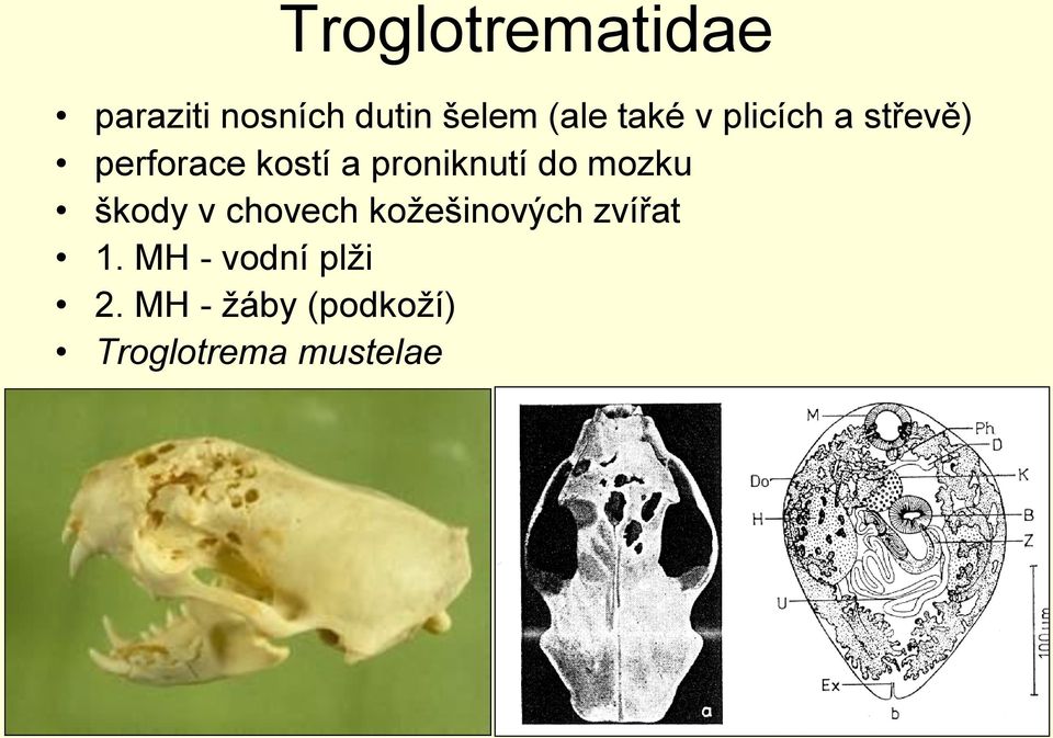 proniknutí do mozku škody v chovech kožešinových