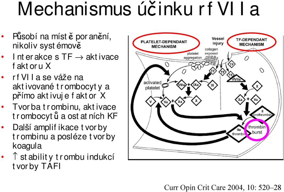 Tvorba trombinu, aktivace trombocytů a ostatních KF Další amplifikace tvorby trombinu a