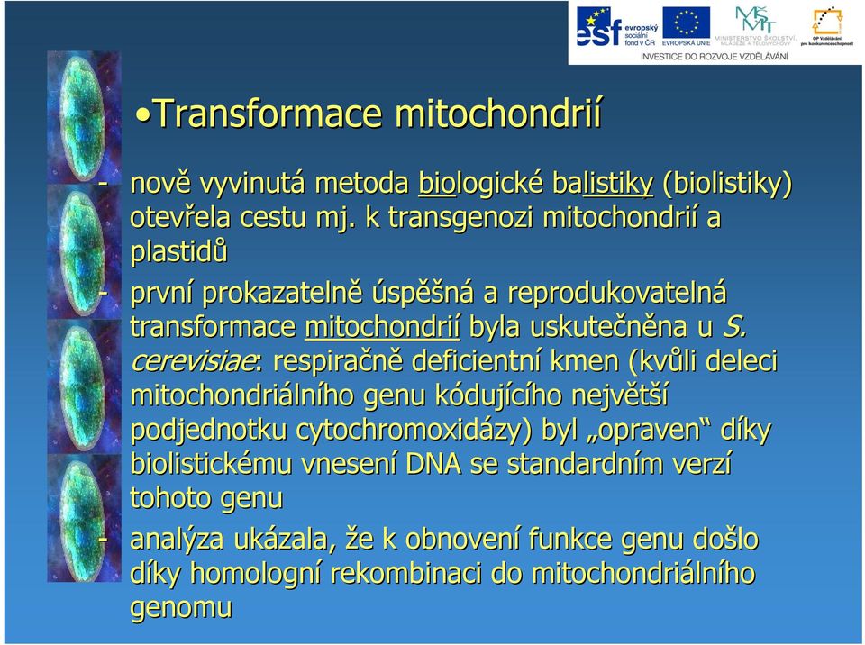 cerevisiae: : respiračně deficientní kmen (kvůli deleci mitochondriáln lního genu kódujícího největší podjednotku cytochromoxidázy zy) ) byl