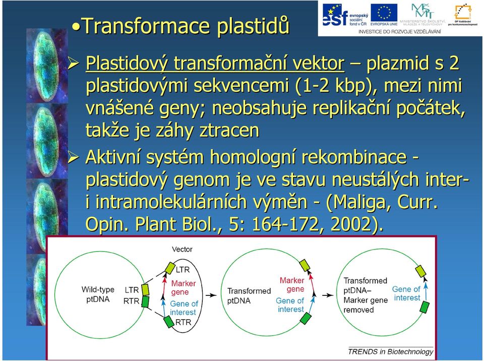Aktivní systém homologní rekombinace - plastidový genom je ve stavu neustálých