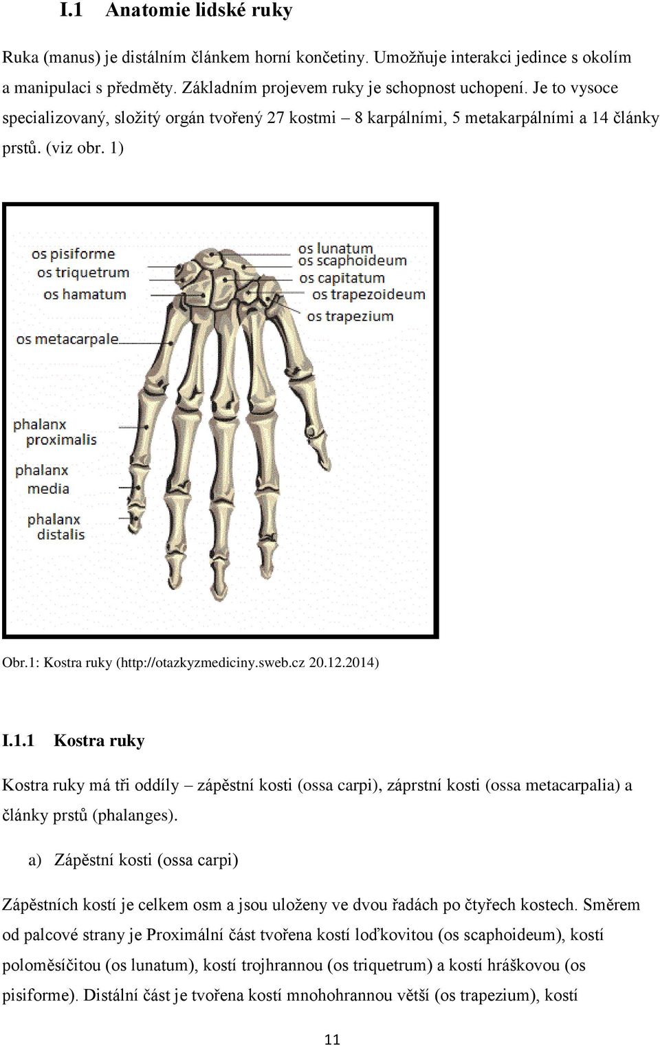 články prstů. (viz obr. 1) Obr.1: Kostra ruky (http://otazkyzmediciny.sweb.cz 20.12.2014) I.1.1 Kostra ruky Kostra ruky má tři oddíly zápěstní kosti (ossa carpi), záprstní kosti (ossa metacarpalia) a články prstů (phalanges).