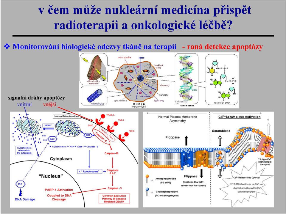 Monitorování biologické odezvy tkáně na