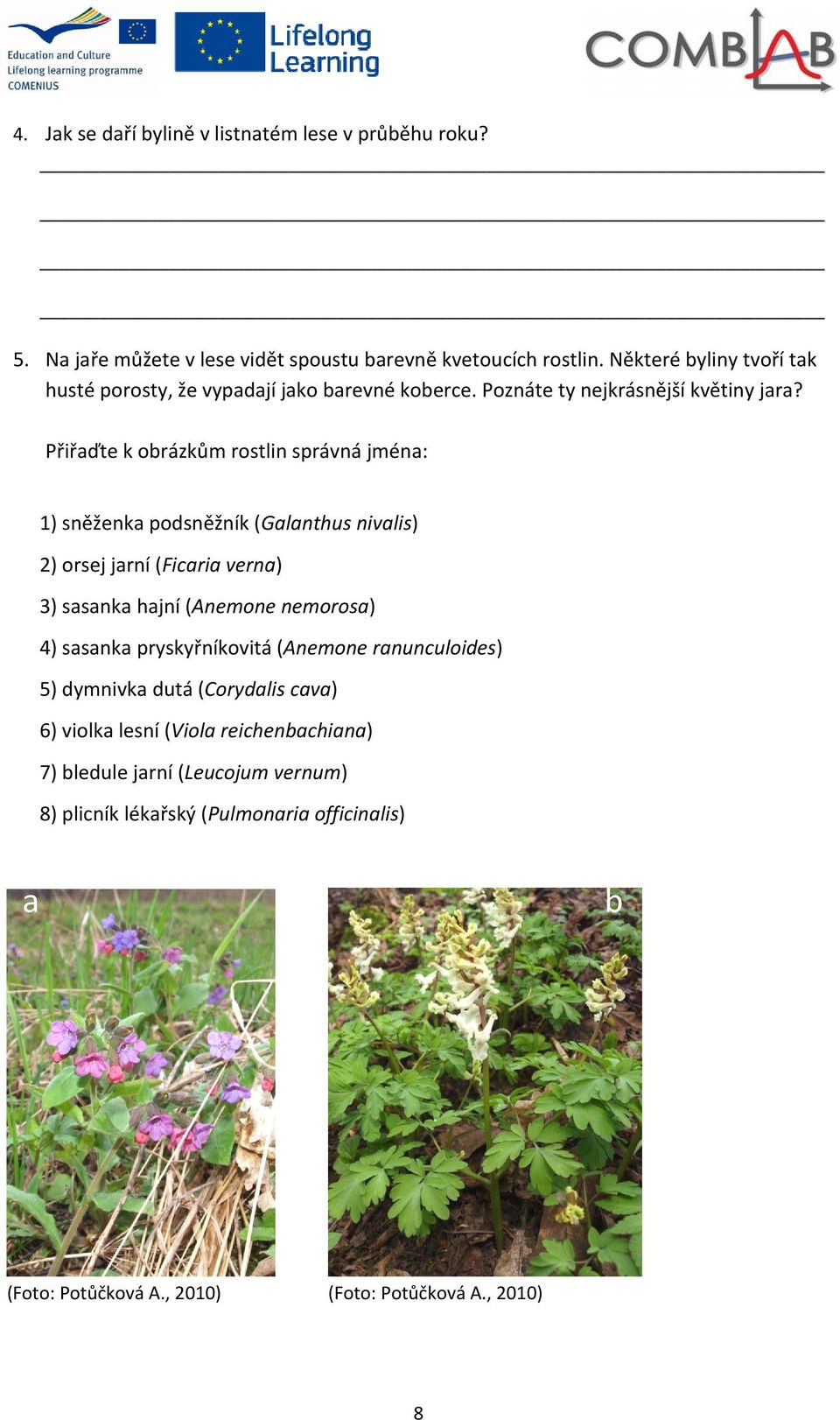 Přiřaďte k obrázkům rostlin správná jména: 1) sněženka podsněžník (Galanthus nivalis) 2) orsej jarní (Ficaria verna) 3) sasanka hajní (Anemone nemorosa) 4)