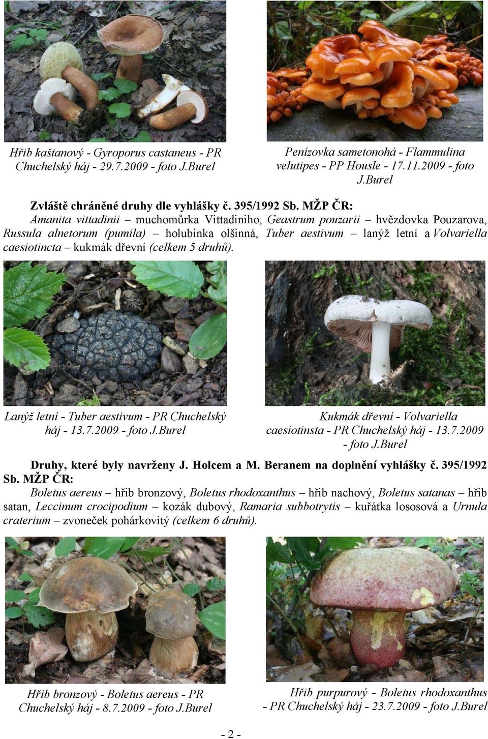 MŽP ČR: Amanita vittadinii muchomůrka Vittadiniho, Geastrum pouzarii hvězdovka Pouzarova, Russula alnetorum (pumila) holubinka olšinná, Tuber aestivum lanýž letní a Volvariella caesiotincta kukmák