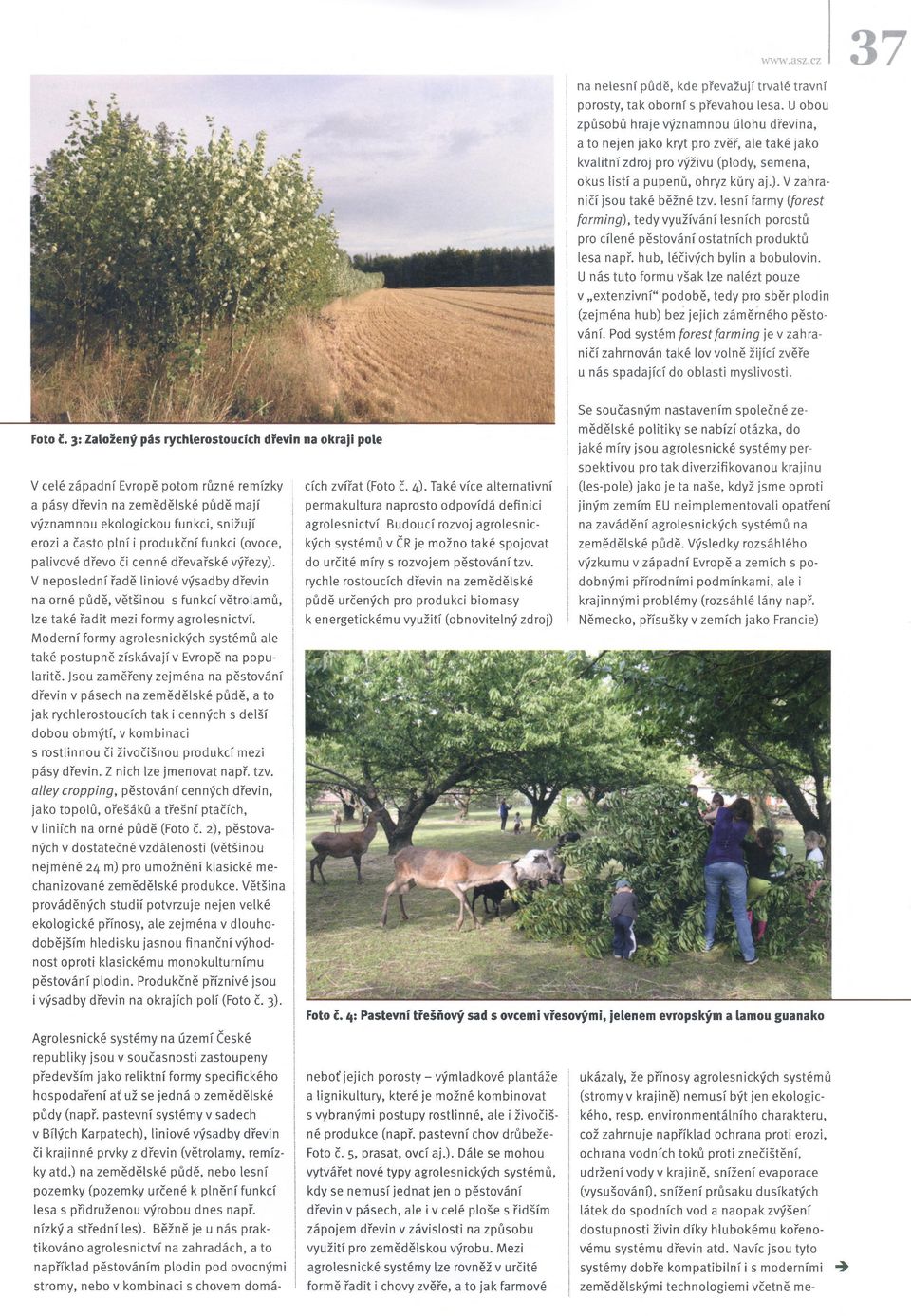 produkční funkci (ovoce, palivové dřevo či cenné dřevařské výřezy). Vneposlední řadě liniové výsadby dřevin na orné půdě, většinou s funkcí větrolamů, lze také řadit mezi formy agrolesnictví.