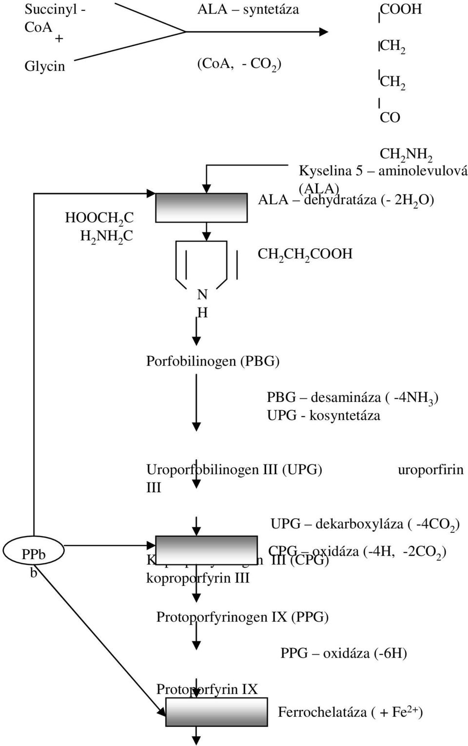 kosyntetáza Uroporfobilinogen III (UPG) uroporfirin III UPG dekarboxyláza ( -4CO 2 ) PPb b CPG oxidáza (-4H, -2CO