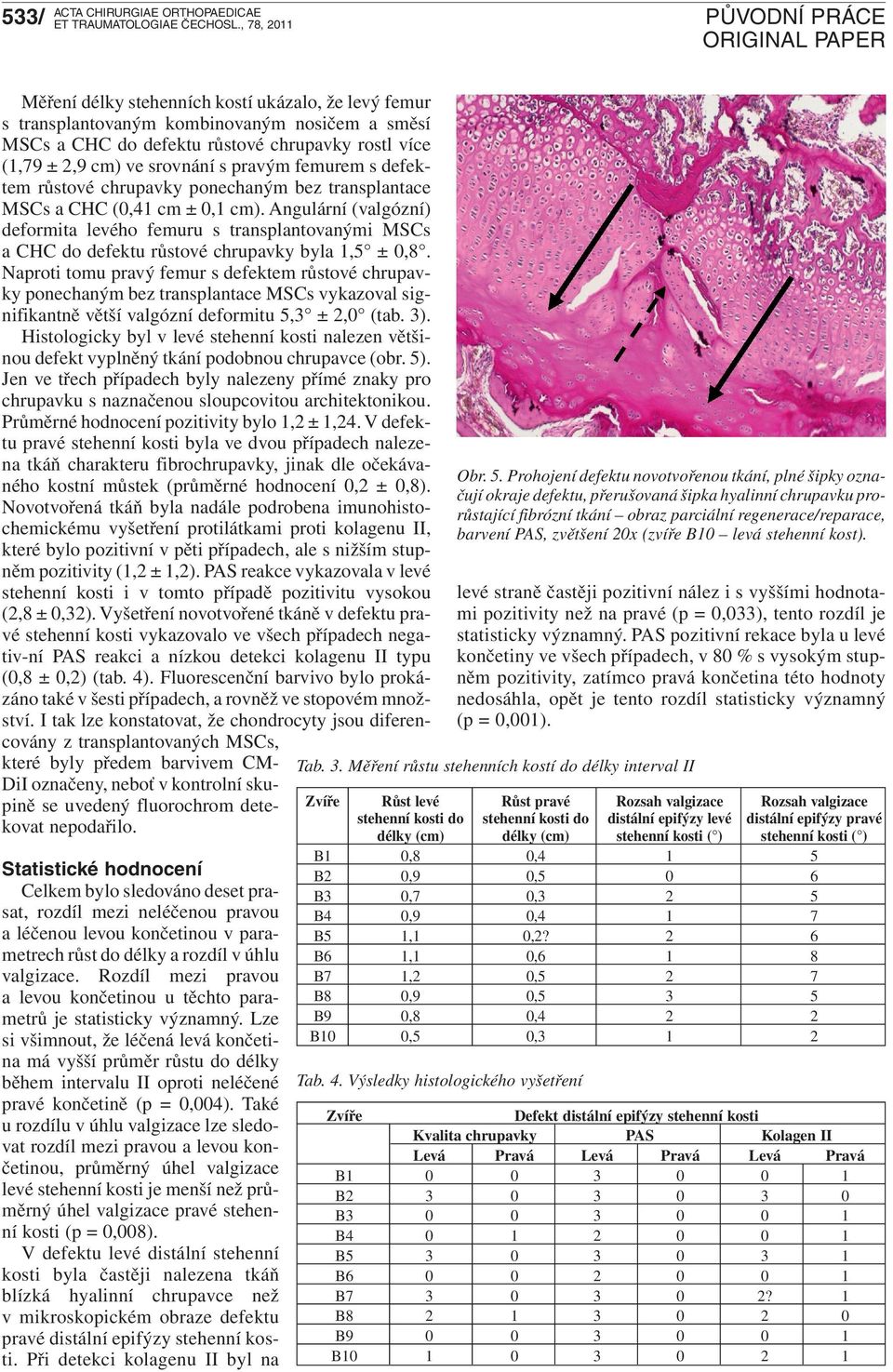 s defektem růstové chrupavky ponechaným bez transplantace MSCs a CHC (,4 cm ±, cm). Angulární (valgózní) deformita levého femuru s transplantovanými MSCs a CHC do defektu růstové chrupavky byla,5 ±,8.