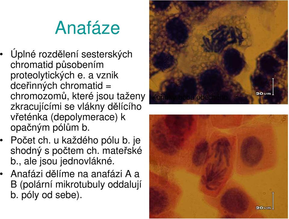 (depolymerace) k opačným pólům b. Počet ch. u každého pólu b. je shodný s počtem ch. mateřské b.