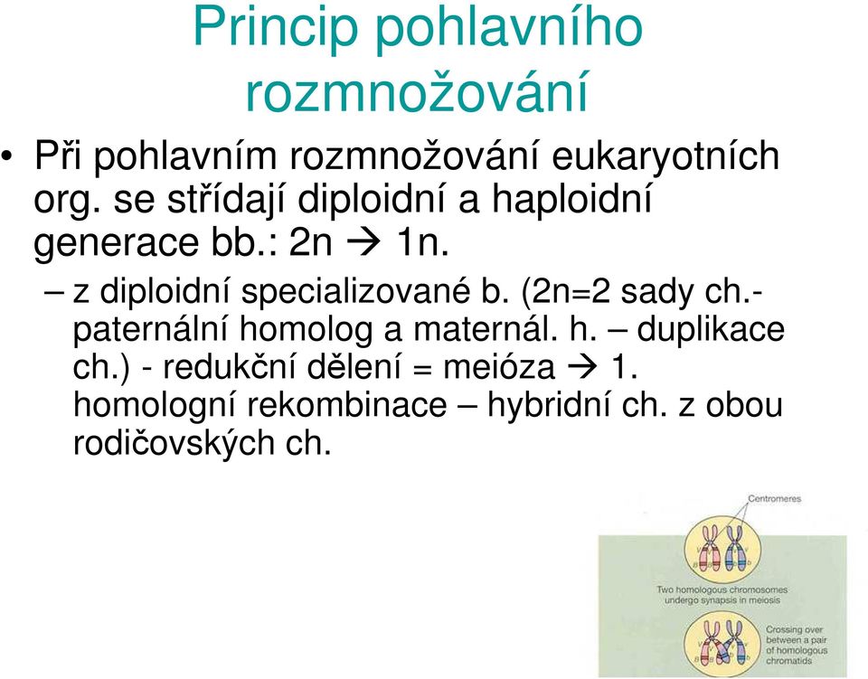 z diploidní specializované b. (2n=2 sady ch.- paternální homolog a maternál. h. duplikace ch.