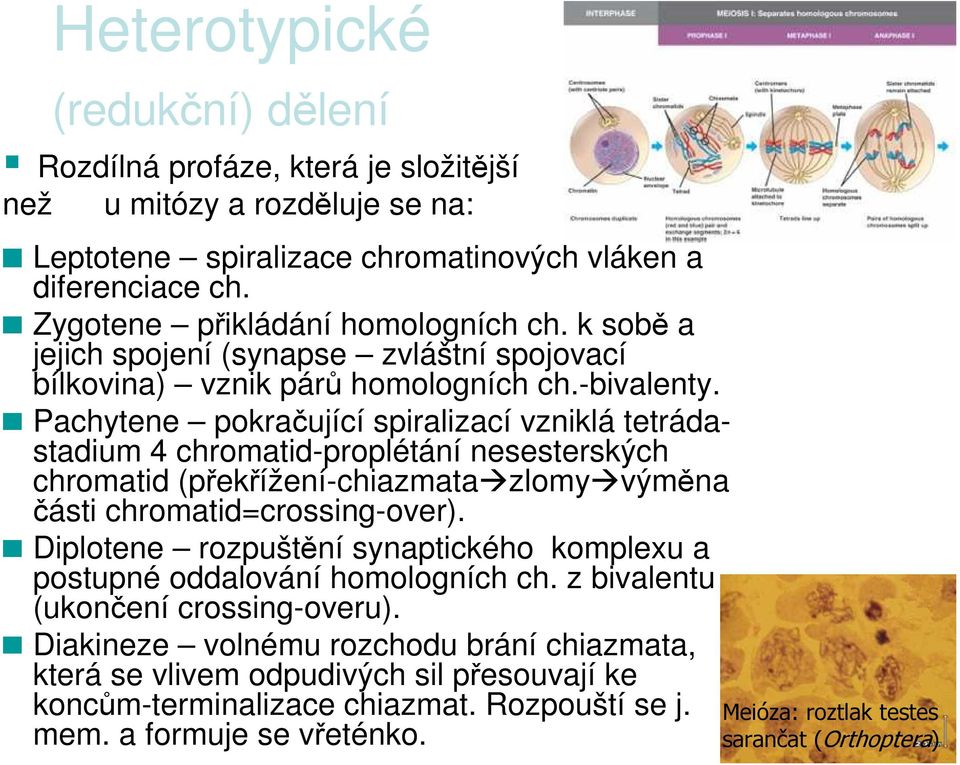 Pachytene pokračující spiralizací vzniklá tetrádastadium 4 chromatid-proplétání nesesterských chromatid (překřížení-chiazmata zlomy výměna části chromatid=crossing-over).