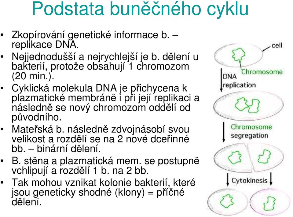 Cyklická molekula DNA je přichycena k plazmatické membráně i při její replikaci a následně se nový chromozom oddělí od původního.