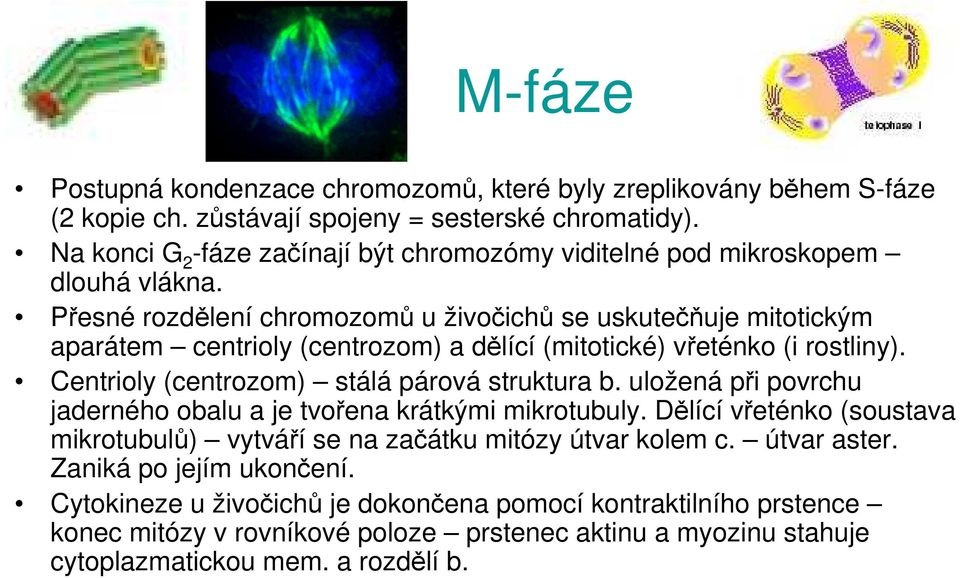 Přesné rozdělení chromozomů u živočichů se uskutečňuje mitotickým aparátem centrioly (centrozom) a dělící (mitotické) vřeténko (i rostliny). Centrioly (centrozom) stálá párová struktura b.