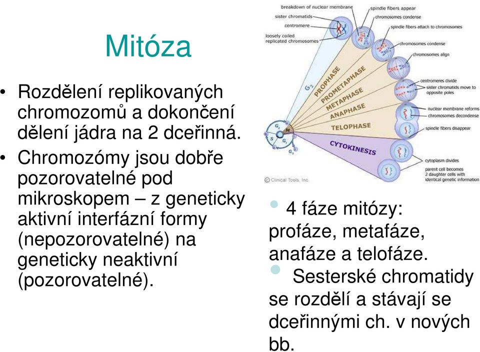 (nepozorovatelné) na geneticky neaktivní (pozorovatelné).