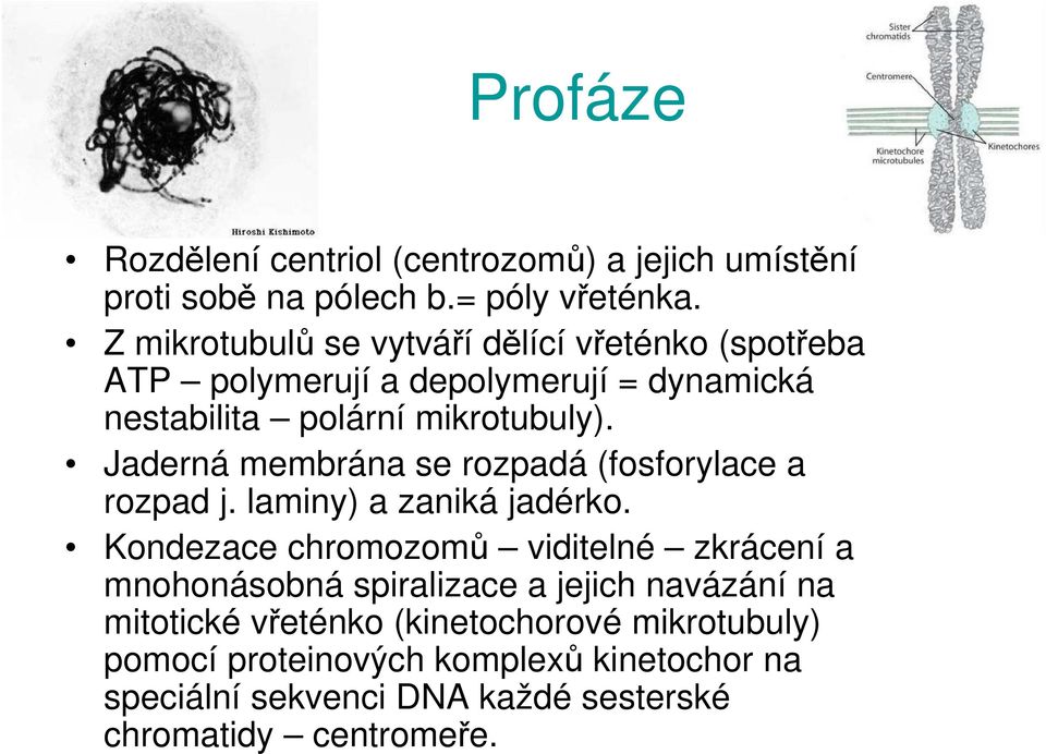 Jaderná membrána se rozpadá (fosforylace a rozpad j. laminy) a zaniká jadérko.