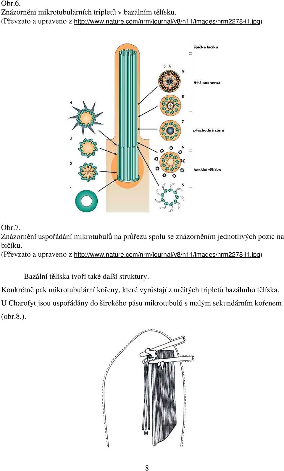 (Převzato a upraveno z http://www.nature.com/nrm/journal/v8/n11/images/nrm2278-i1.jpg) Bazální tělíska tvoří také další struktury.