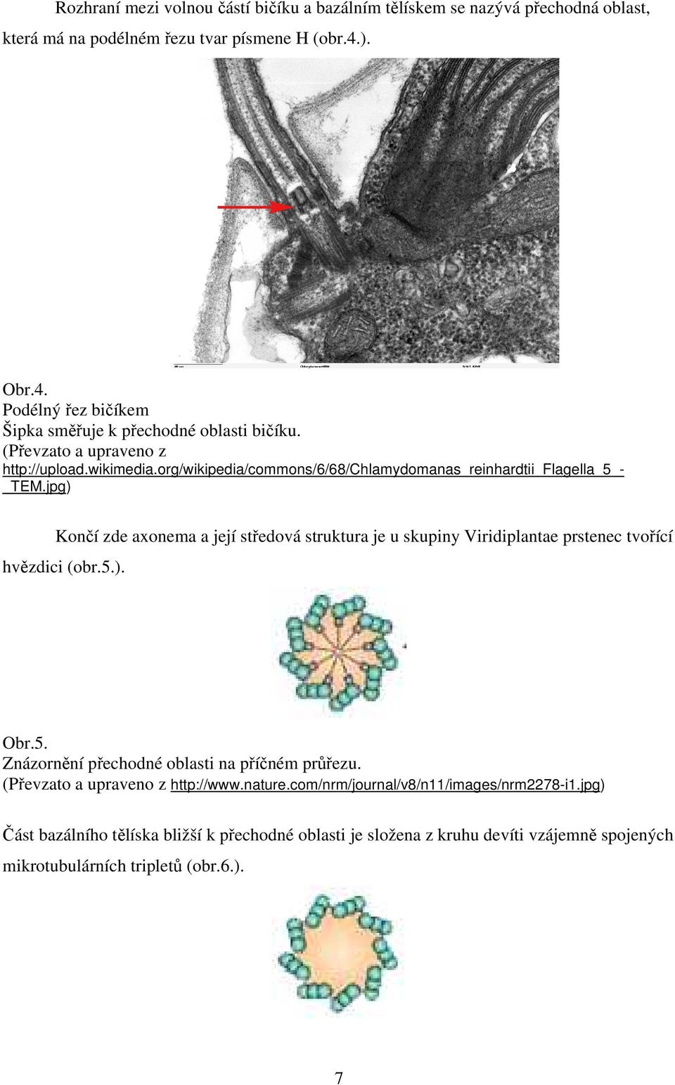 org/wikipedia/commons/6/68/chlamydomanas_reinhardtii_flagella_5 TEM.jpg) Končí zde axonema a její středová struktura je u skupiny Viridiplantae prstenec tvořící hvězdici (obr.