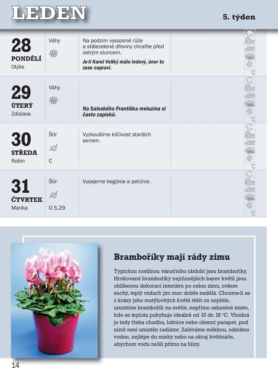 Brambříky mají rády zimu Typicku rstlinu vánčníh bdbí jsu brambříky.