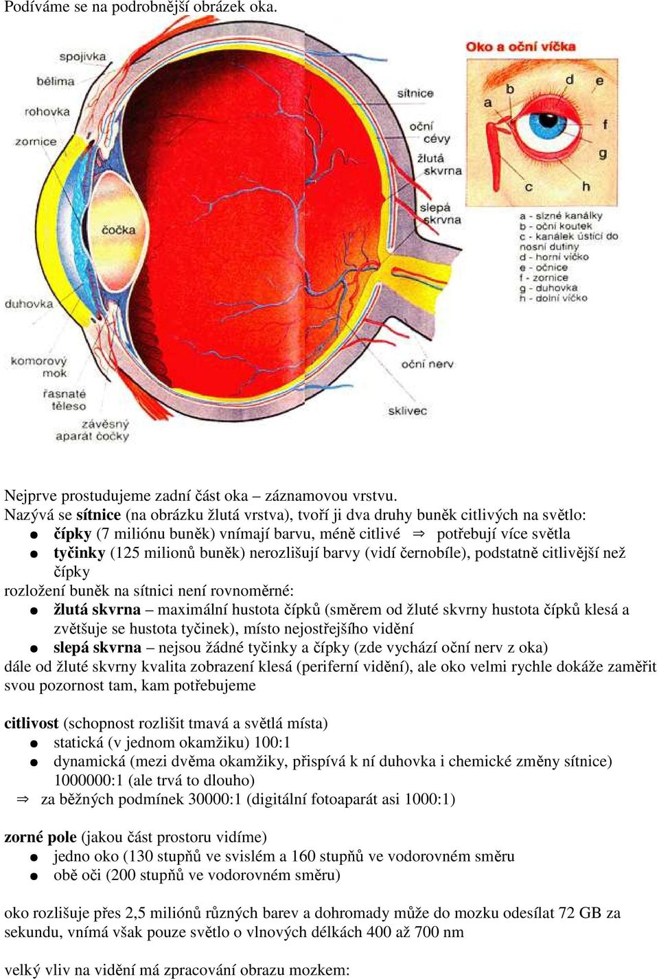 nerozlišují barvy (vidí černobíle), podstatně citlivější než čípky rozložení buněk na sítnici není rovnoměrné: žlutá skvrna maximální hustota čípků (směrem od žluté skvrny hustota čípků klesá a