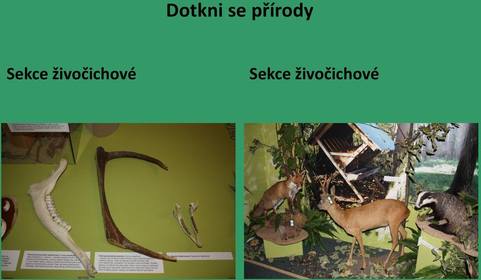 živočichové