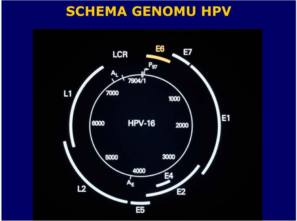 HPV