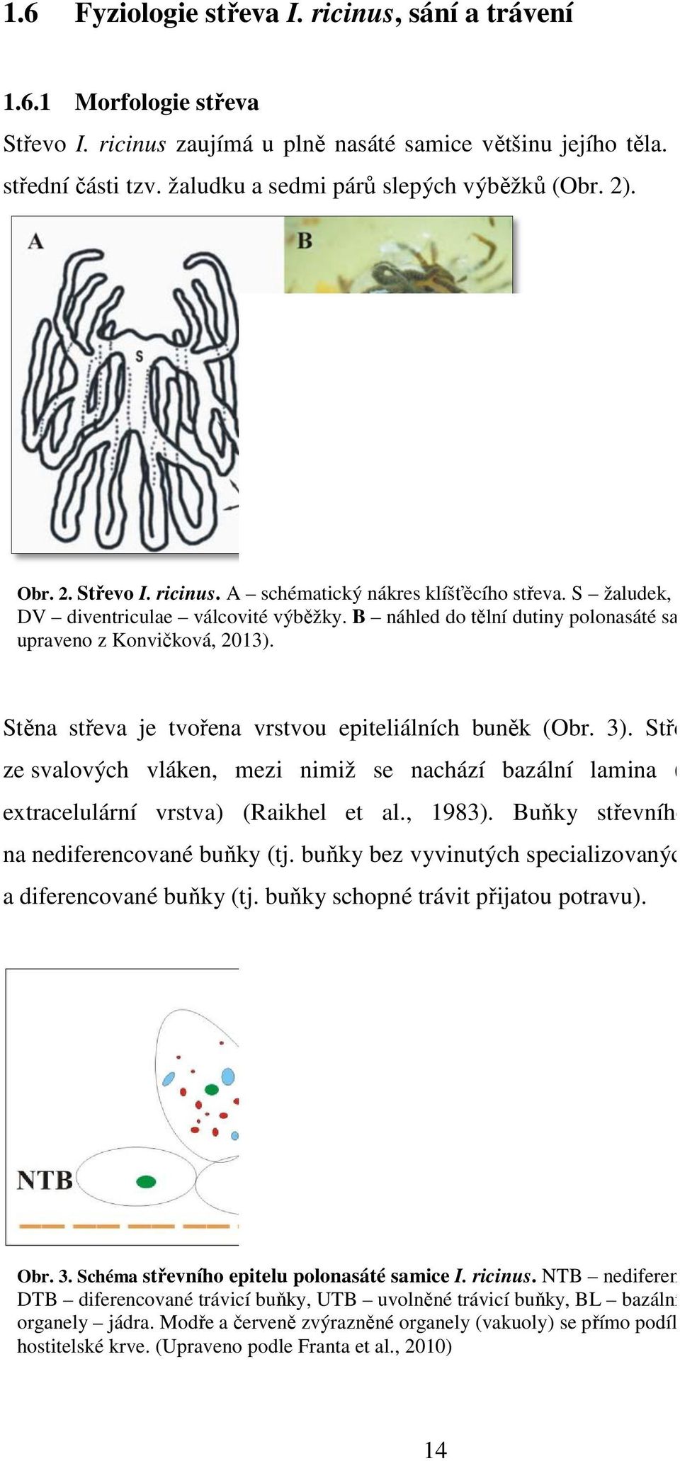 výb B náhled do tělní lní dutiny polonasáté samice. (Převzato a upraveno z Konvičková, čková, 2013). Stěna střeva je tvořena řena vrstvou epiteliálních buněk (Obr. r. 3).